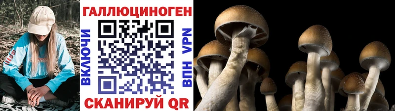Псилоцибиновые грибы прущие грибы Новомичуринск